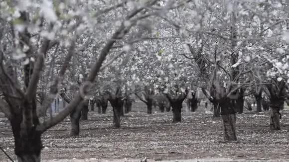 春天盛开的杏树视频的预览图