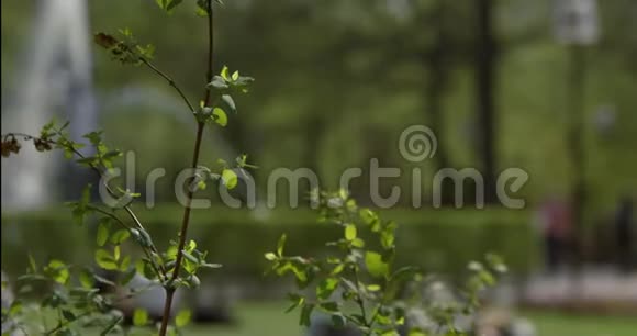 当家人和朋友在中央公园享受一个阳光明媚的下午时一棵绿叶平静地摇曳的树枝视频的预览图