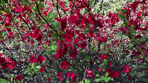 近景的一棵开花的树最近才出现鲜艳的花朵视频的预览图