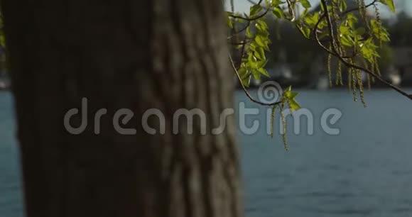一个移动的手持慢动作镜头悬挂彩色枝叶在斯德哥尔摩港视频的预览图