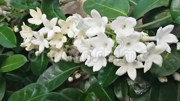 白色的花美丽的花茉莉花峰马达加斯加视频的预览图