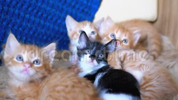 毛茸茸可爱的四只小猫躺在家里的沙发上同时也很有趣地环顾四周视频的预览图