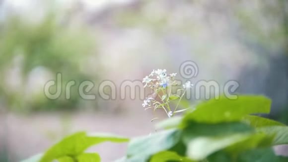 从樱桃花瓣落下的背景上的小花模糊慢镜头视频的预览图