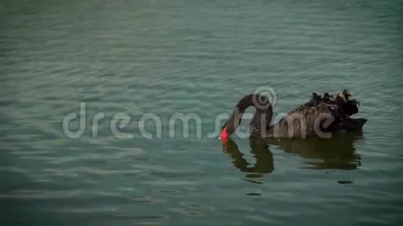 黑天鹅漂浮在水面上天鹅把鼻子放进水里五颜六色的水面俄罗斯克拉斯诺达尔视频的预览图