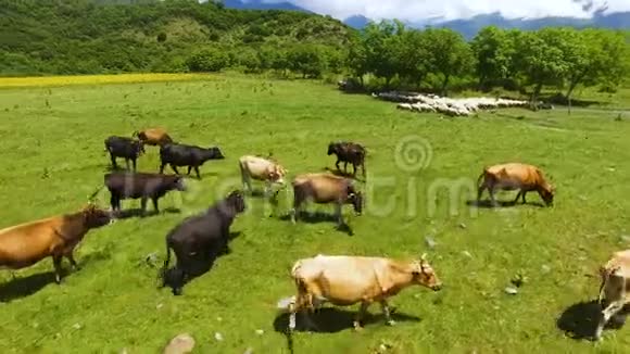 无人机飞越奶牛和绵羊在绿色草坪上放牧放牧和耕作视频的预览图