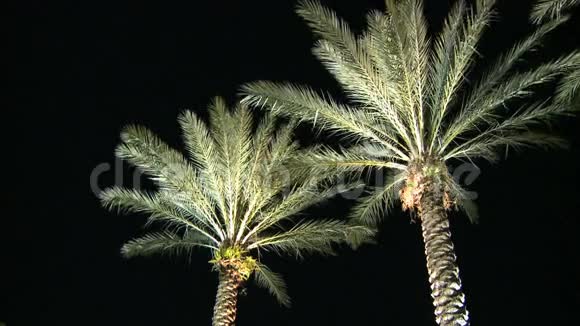 棕榈树的夜晚视频的预览图