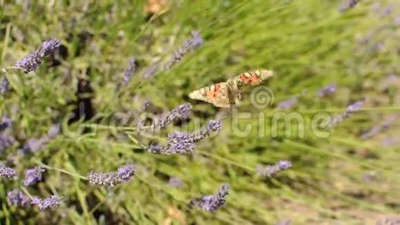 蝴蝶在薰衣草花上采集花蜜夏季风中摇曳着美丽盛开的薰衣草花朵视频的预览图