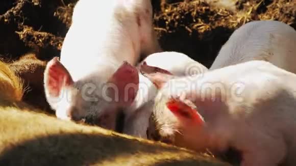 饥饿的小猪在农场里吮吸小猪吸吮母亲在农场特写视频的预览图