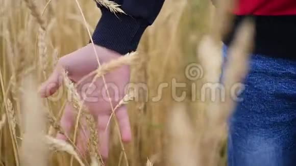 孩子们手触摸田里的麦穗视频的预览图