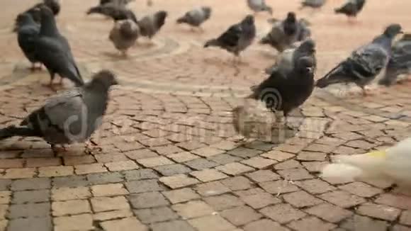白鸽和普通鸽子中间的麻雀成群地走在人行道上视频的预览图