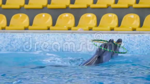 两只海豚玩呼啦圈玩得开心在水里嬉戏心情愉快跳舞愉快视频的预览图