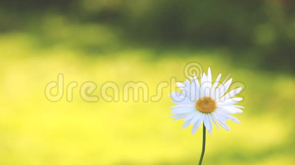绿色的白色野生雏菊视频的预览图