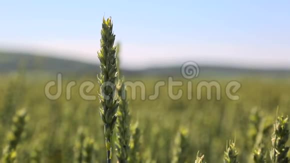 绿穗在晴朗的天气的背景下一片模糊的麦田背景视频的预览图