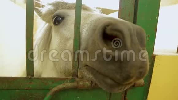 笼子里的马白色的小马看着镜头圈养动物视频的预览图