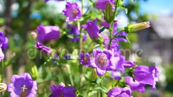 园花钟美园花钟形紫色大花序视频的预览图