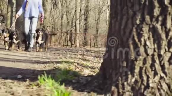 一个女人用皮带牵着伯尼斯牧羊犬视频的预览图