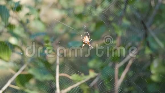 在森林中的蜘蛛网上编织在狩猎日视频的预览图