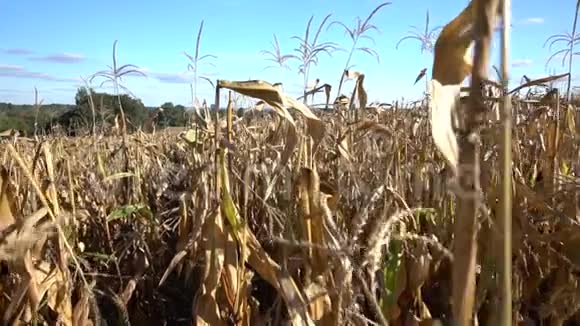 穿过一片干燥的玉米地视频的预览图