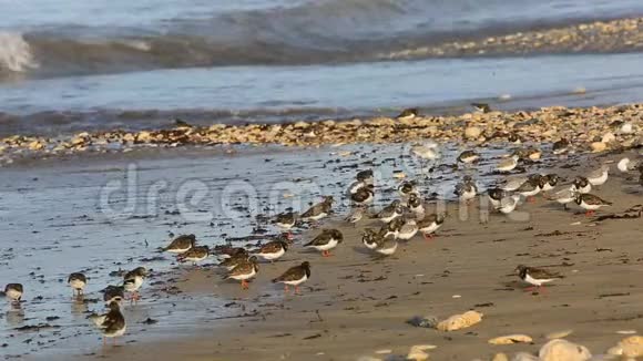 布列塔尼海岸上的滨鸟慢动作视频的预览图
