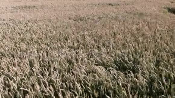摄像机挂在田野上显示收割机收割机割草麦田视频的预览图