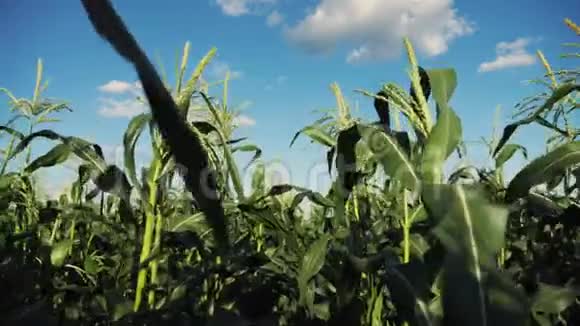 在成熟的玉米地里慢镜头视频视频的预览图