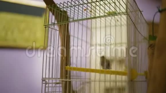 家金丝雀在笼子里唱歌和飞翔看着镜头养宠物鸟视频的预览图