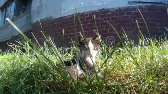 在街上的草地上踩野猫视频的预览图