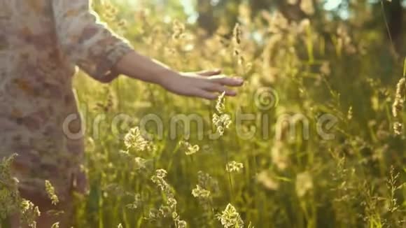 雌性的手在金色的阳光下触摸草的长茎视频的预览图