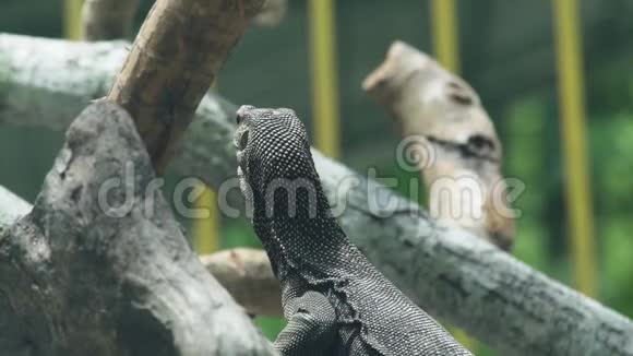 密切监视树枝上的蜥蜴动物公园里的龙瓦兰爬行动物野生动物野生动物视频的预览图