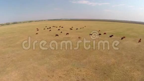 看牧场上的奶牛视频的预览图