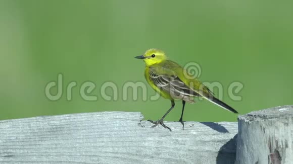 黄色的鸟黄尾巴坐在木栅栏上夏日阳光明媚的早晨视频的预览图