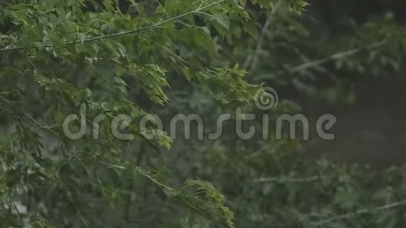 大雨缓慢地倾泻在树叶和树枝上视频的预览图