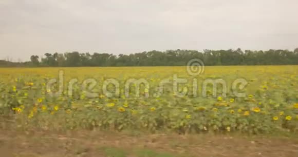 从公共汽车的窗户看到向日葵的农田视频的预览图