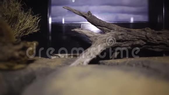 老鼠走到笼子里的树枝上视频的预览图