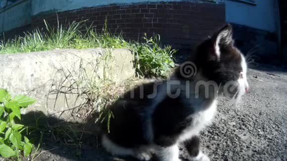 在城市街道上逃跑的流浪小猫视频的预览图
