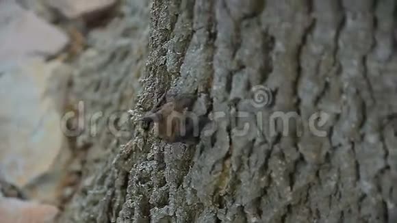小蝙蝠爬树视频的预览图