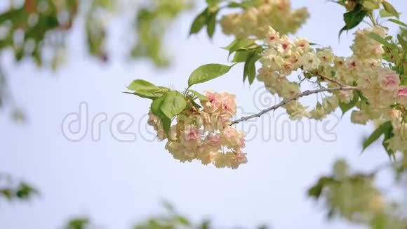 春花系列樱花小簇在樱花树枝上用纳特在微风中近距离观赏樱花视频的预览图