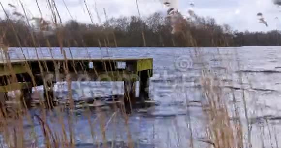 芦苇在湖中随风飘荡有码头视频的预览图