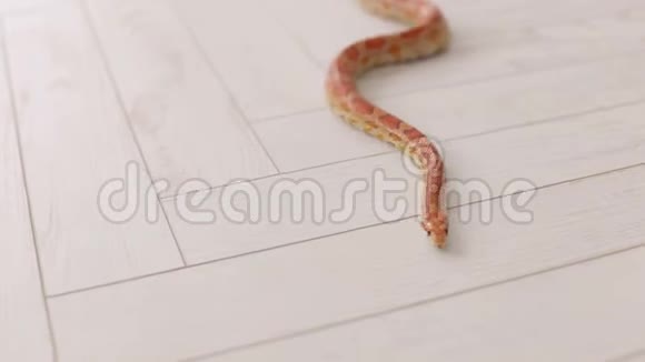 橙色的蛇在白色的木地板上慢慢地滑动蛇爬行动物视频的预览图