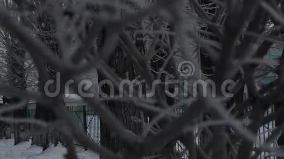 冬背景霜上枝头冬天阴沉的一天透过树枝看看视频的预览图