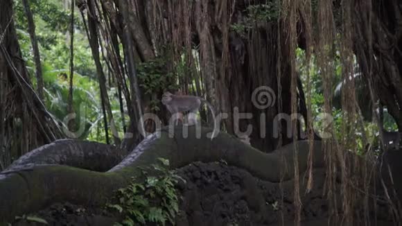 印尼巴厘岛乌布猴子森林桥上的猴子视频的预览图