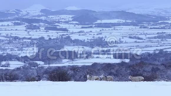 三只角公羊在深雪中在风景优美的山丘背景上视频的预览图