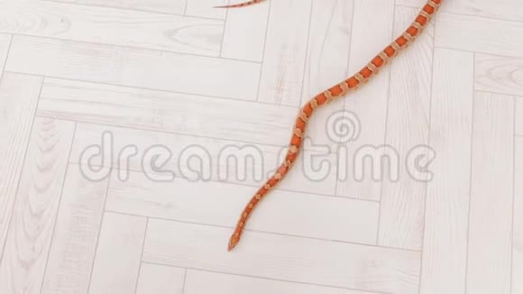 橙色的蛇慢慢地在白色的木地板周围滑行爬行动物视频的预览图