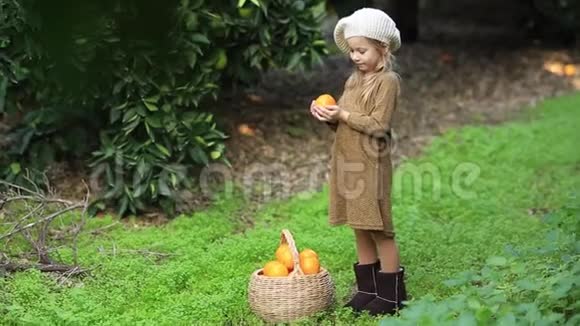 微笑的园丁女孩手里拿着橘子收获在花园里捡橘子视频的预览图