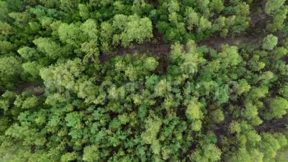 从无人驾驶飞机俯视绿色森林上空拍摄视频的预览图