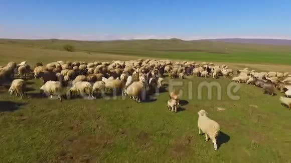放牧的绵羊在阳光明媚的绿色田野上奔跑农业和农业视频的预览图