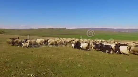 成群的绵羊和山羊在茂盛的绿野上放牧饲养动物耕种视频的预览图