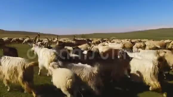 牧羊犬在绿谷追逐羊群繁殖的视角视频的预览图