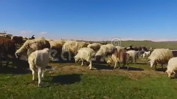 用野外放羊的方式进行绿色视野进行动物饲养视频的预览图