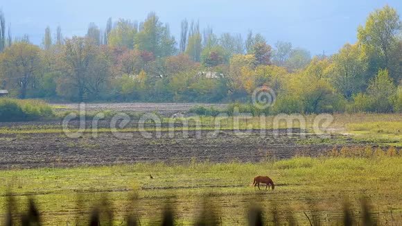 马在村里的春天牧场上吃草吃新鲜的青草耕种视频的预览图